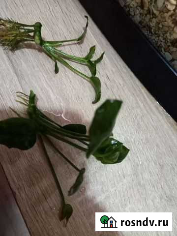 Анубиас Мулино - изображение 1