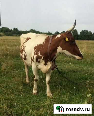 Молоко сырое Кашира - изображение 1