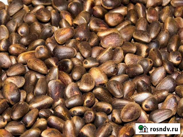 Кедровые орешки, сера, черемуха молотая, чага Зеленогорск - изображение 1