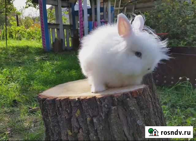 Кролик белый декоративный пушистый Уфа - изображение 1