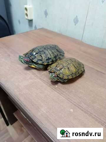 Черепашки красноухие Белогорск - изображение 1