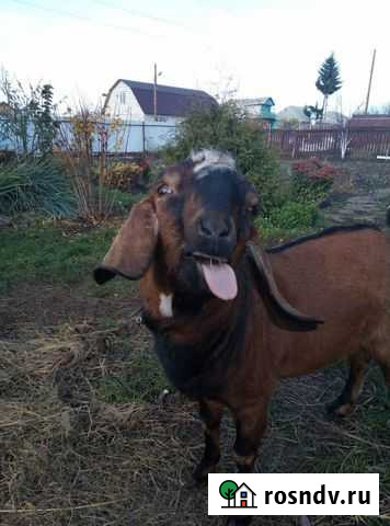 Козел нубийский на вязку Грязи - изображение 1
