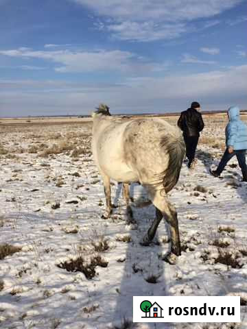 Скупка крс Отрадный - изображение 1