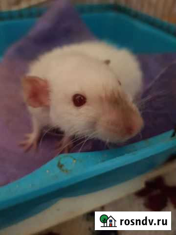 Крыса дамбо сиамская бесплатно Абакан - изображение 1