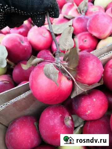 Яблоки Ухта - изображение 1