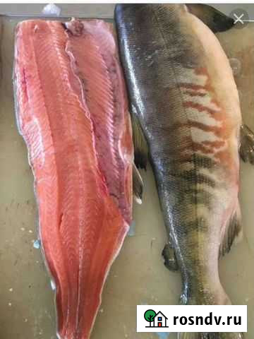 Кета (лосось) Астрахань - изображение 1