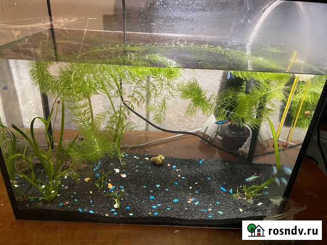 Аквариум с рыбками Абакан - изображение 1