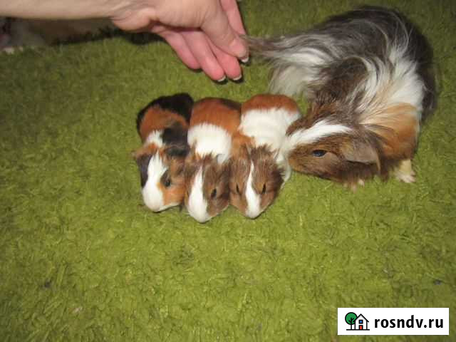 Морская свинка Клинцы - изображение 1