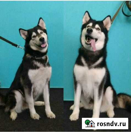 Груминг (помывка ) собак Хабаровск - изображение 1