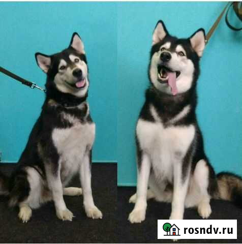 Груминг (помывка ) собак Хабаровск - изображение 1