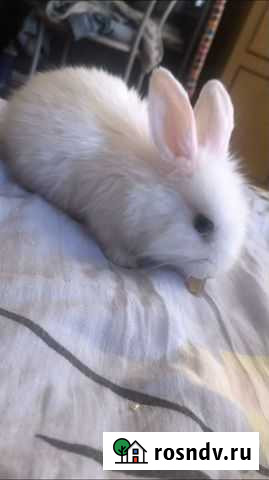 Декоративные кролики Советский - изображение 1