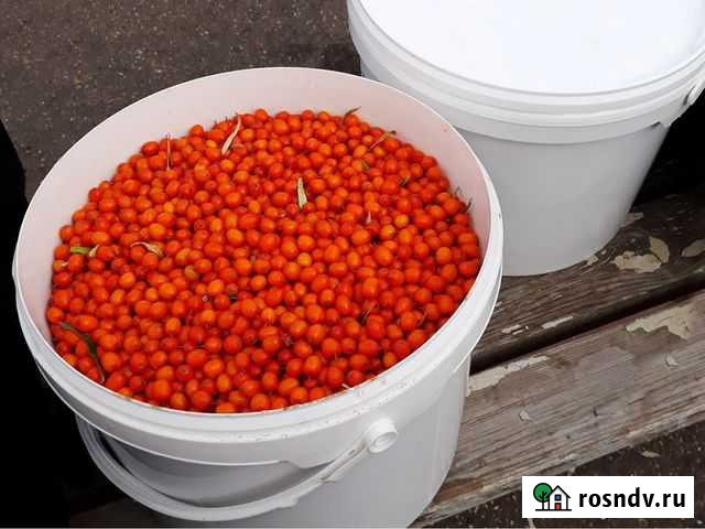 Облепиха 10 литров Минусинск - изображение 1