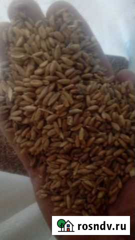 Рож Вышний Волочек - изображение 1