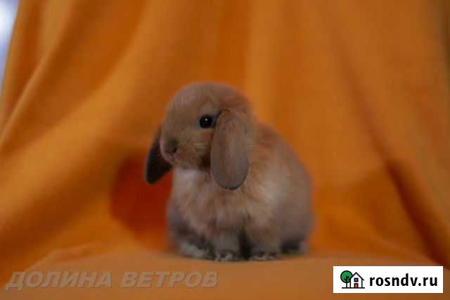 Девочка минилоп тюрингенского окраса Москва - изображение 1