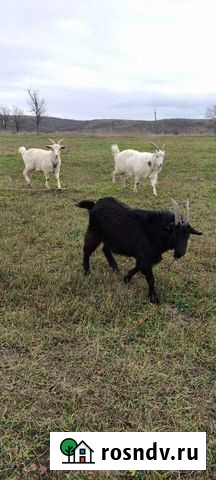 Козы Избербаш - изображение 1