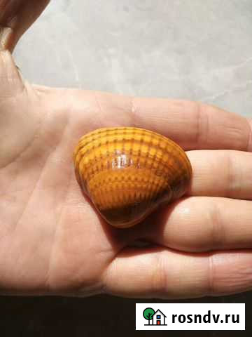 Морские ракушки Засечное - изображение 1