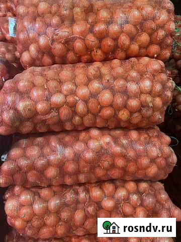 Лук на перо на зелень сорт Манас(семена Казахстан) Городище - изображение 1