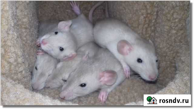 Крысята Дамбо (крысы амбер) Москва - изображение 1