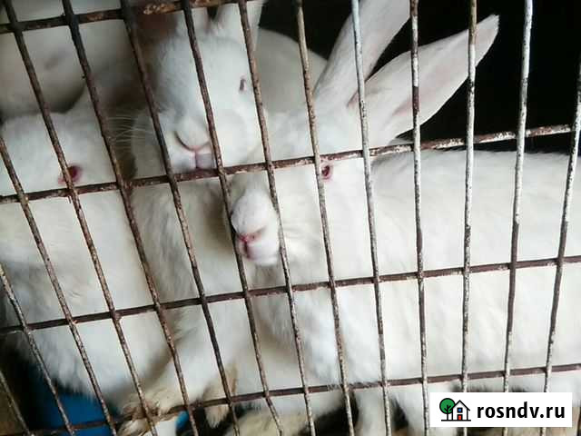 Кролики/мясо Благовещенск - изображение 1