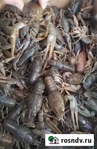 Живые раки Всеволожск - изображение 1