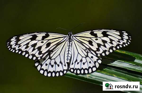 Живые бабочки Астрахань - изображение 1