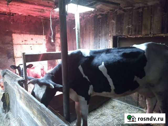 Корова высокоудойная Сухой Лог - изображение 1
