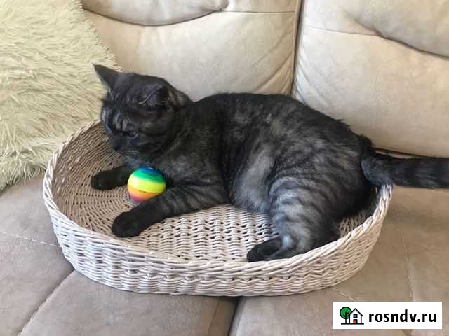 Лежанка для кошки Ишим - изображение 1