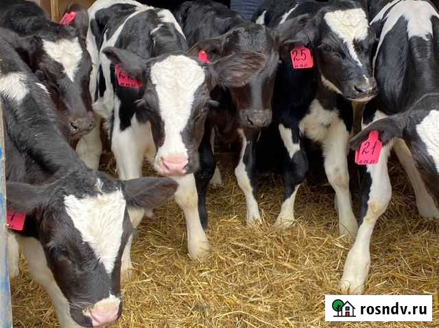 Бычки мясные Починки - изображение 1