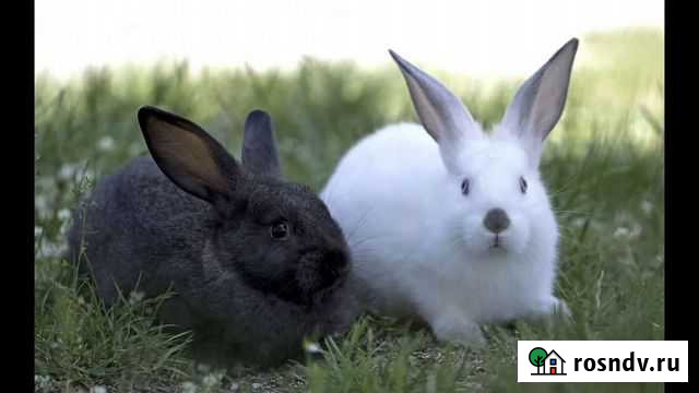 Кролик Хомутово - изображение 1