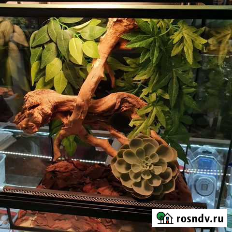 Бананоед с террариумом Санкт-Петербург - изображение 1