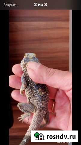Агама гордун Москва - изображение 1
