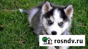 Выгул собак Бердск - изображение 1