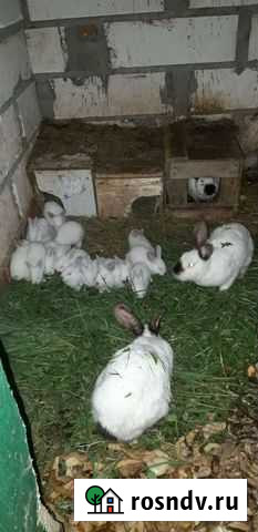 Кролики Калифорнийские Самцы Калуга - изображение 1