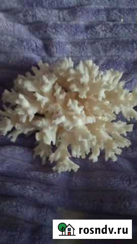 Коралл Барнаул - изображение 1