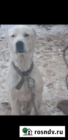 Гостиница для животных, передержка Авдон - изображение 1