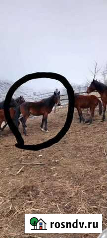 Жеребец Урус-Мартан - изображение 1