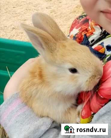 Кролик Комсомольск-на-Амуре - изображение 1