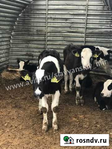Телята бычки Добринка - изображение 1