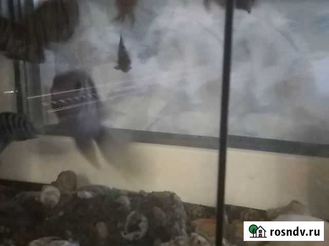 Цихлиды Уфа - изображение 1