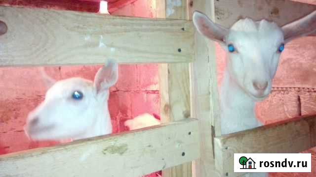 Козлята зааненские Константиновск - изображение 1