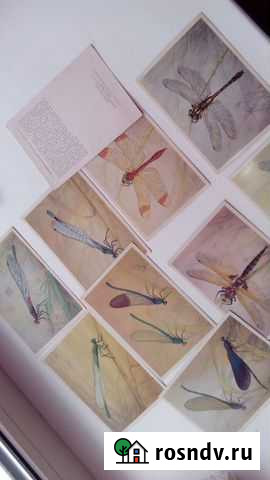 Открытки стрекозы Череповец - изображение 1