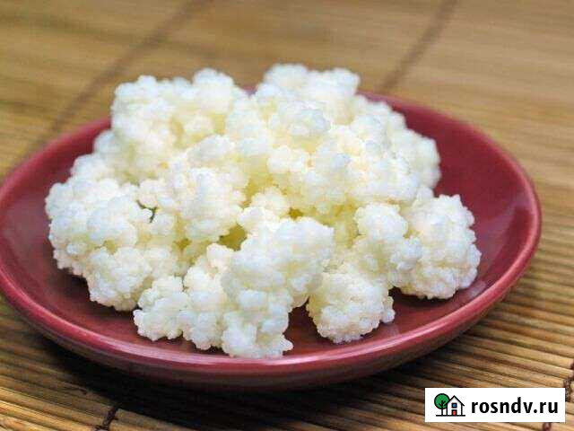 Гриб. Молочный Усть-Илимск - изображение 1