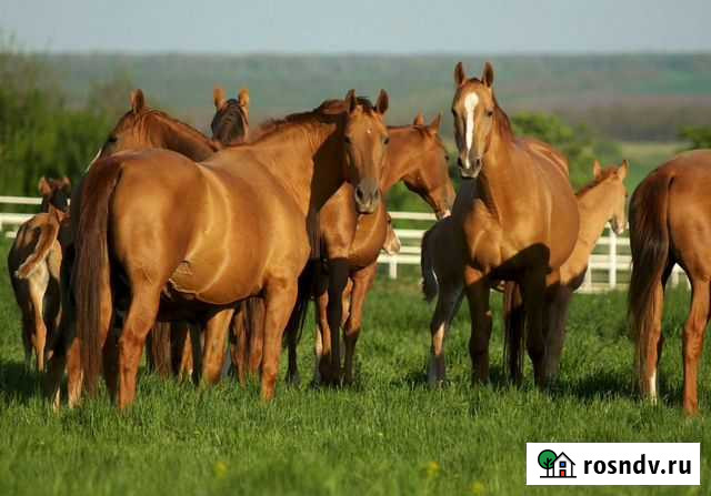 Лошади,Дончак,Ганновер,Орловская,Донская Москва - изображение 1