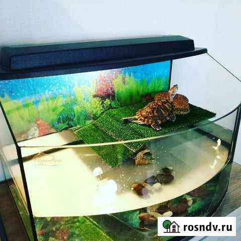 Террариум для черепахи Казань