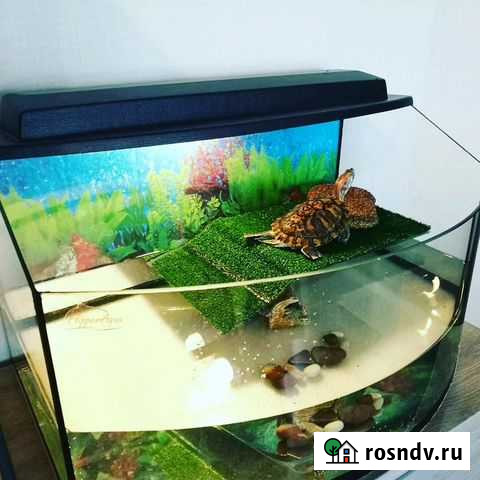 Террариум для черепахи Казань - изображение 1
