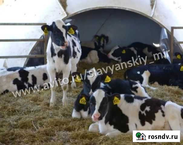 Бычки телята телочки Городовиковск - изображение 1