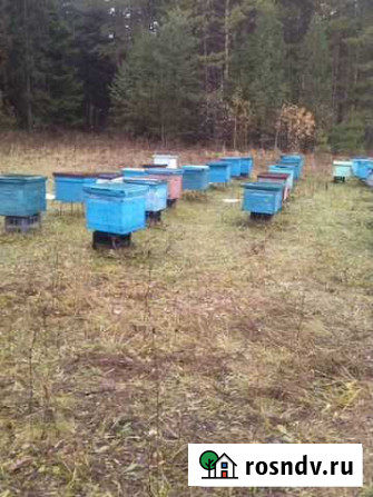 Продам ульи с пчелами в комплекте 25шт Набережные Челны - изображение 1