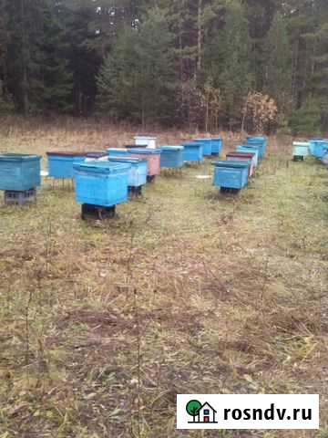 Продам ульи с пчелами в комплекте 25шт Набережные Челны - изображение 1