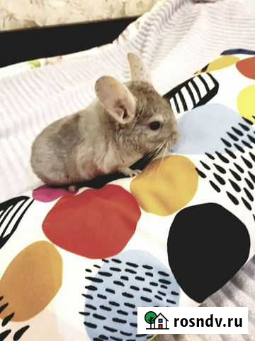 Шиншилла мальчик персиковый Москва - изображение 1