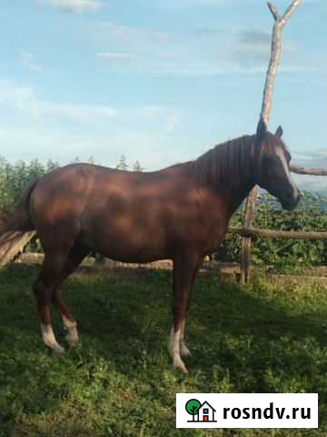 Лошадь арабская Чегем - изображение 1